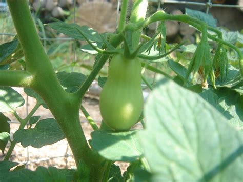 Our Neck of the Woods: How To Stop Birds From Eating Your Tomatoes