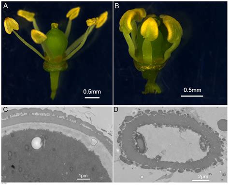 Genome-Scale Analysis of the Grapevine KCS Genes Reveals Its Potential ...