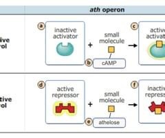 Image result for ATH Operon Positive Control