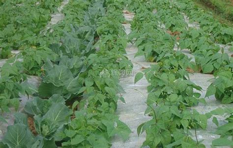 四季豆的种植条件 - 装修保障网