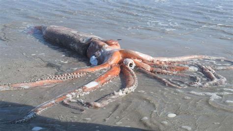 Image result for Octonauts Colossal Squid Size