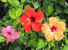 fiori di ibisco fiori ibisco giardino picture of veraclub minorca fiori di ibisco fiori ibisco giardino picture of veraclub minorca