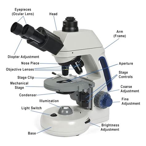 Image result for Microscope Labeled
