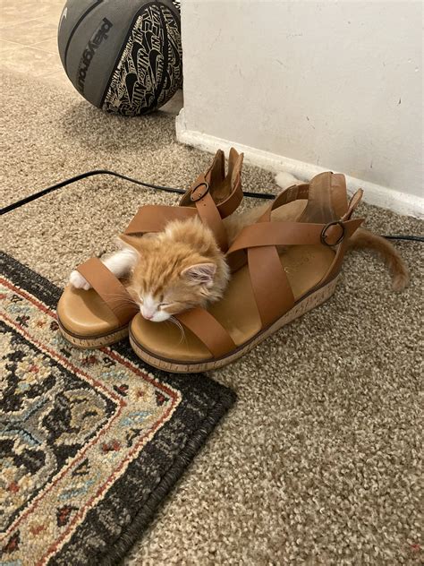 So, I head orange female cats are rare… : r/orangecats