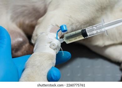 Image result for Introvet Injection
