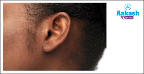 Sense Organs in Biology: Definition, Types and Importance | AESL