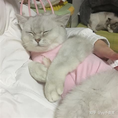 你可能不知道的养猫好处，看看养猫对人心理都有哪些好处？_猫咪