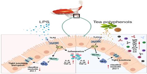 Tea Polyphenol Protects the Immune Barrier and Inhibits TLR2/NF-κB/MLCK ...
