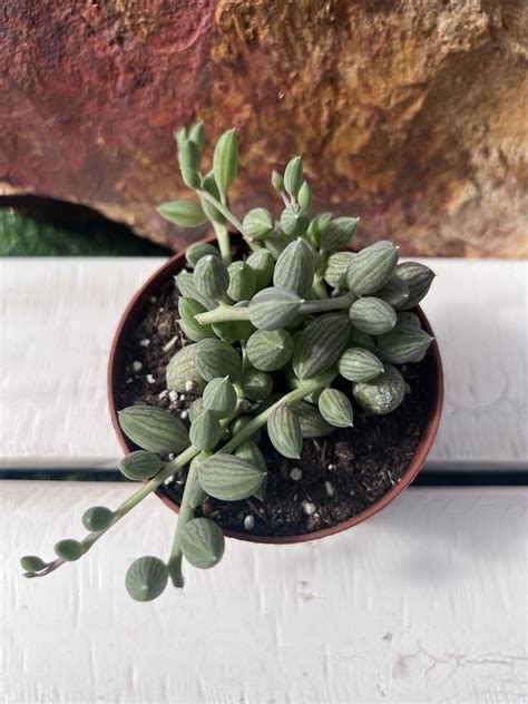 Senecio Herreianus ‘String of watermelons’ 🍉😋 - Suculentitis.com