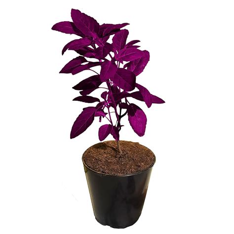 Guruji Plantation Krishna Tulsi Plant | Shyama Tulsi Plant | Indian ...