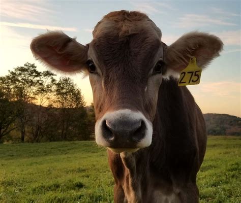 Brown Swiss Cow Face