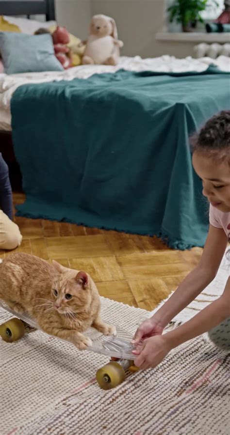 funny cat videos - One News Page VIDEO