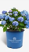Image result for Endless Summer Hydrangea