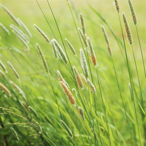 foxtail grass (Alopecurus) Flower, Leaf, Care, Uses - PictureThis