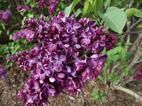 Syringa vulgaris 'Night' - Night common lilac | The Dawes Arboretum