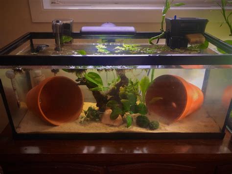 Axolotl Aquarium Setup