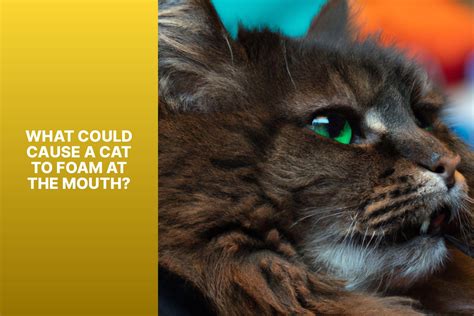 Cat Foaming at the Mouth? Here's What to Do for Immediate Relief - All about Cats