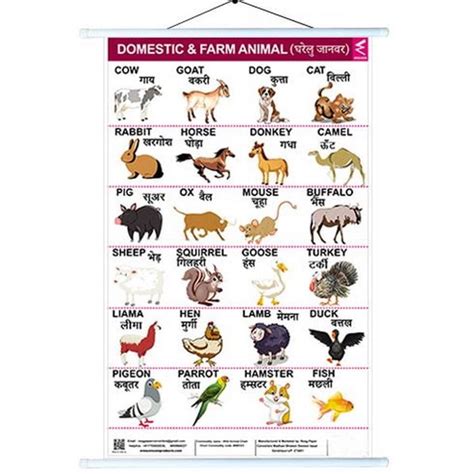 Wall Charts big 58x90 cm Domestic& farm animals - EKW0237 – Extrokids