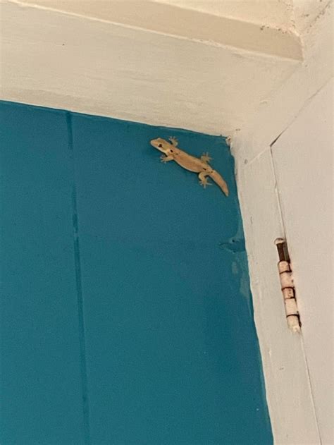 Image result for Gecko vs Cockroach