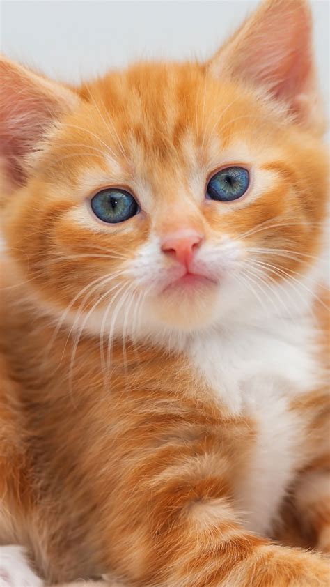 Animal Wallpapers 的图像结果