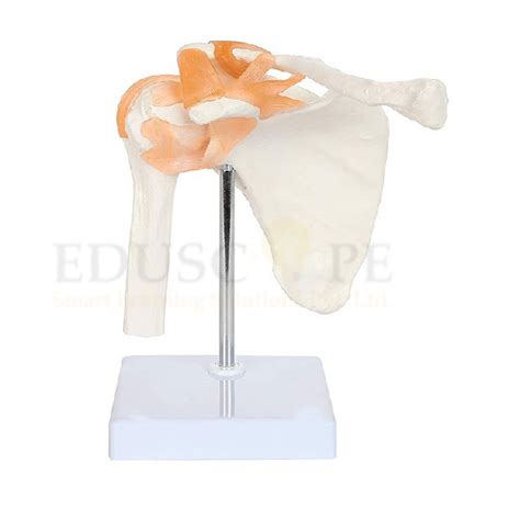 Image result for Shoulder Joint Model