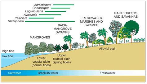 Rise and Fall of Caribbean Mangroves[v2] | Preprints.org