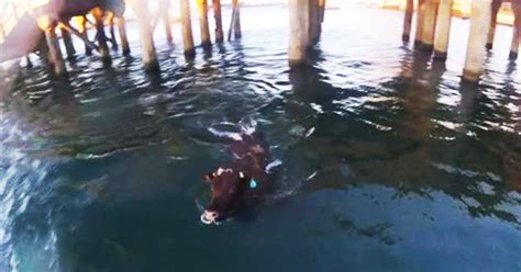 Cow Destined For Live Export Leaps Into Harbour And Swims For Freedom