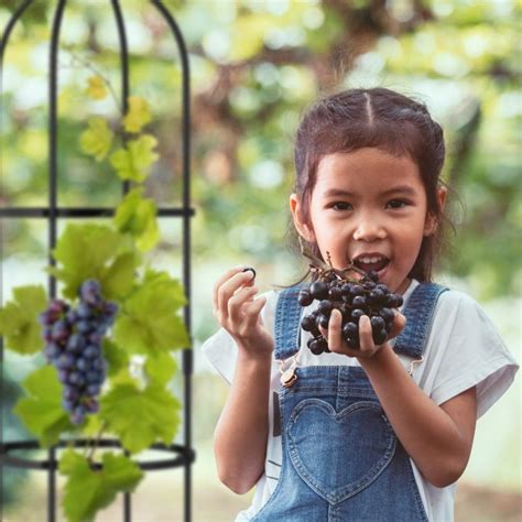 Buy Set of 2 Garden Obelisks with Spire HERE