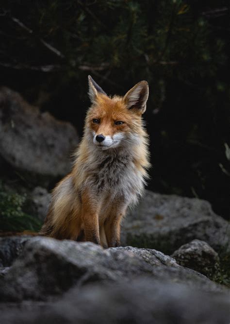 Fox Photos - Download Free High-Quality Pictures | Freepik
