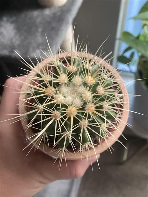 Is this Algae? : r/algae