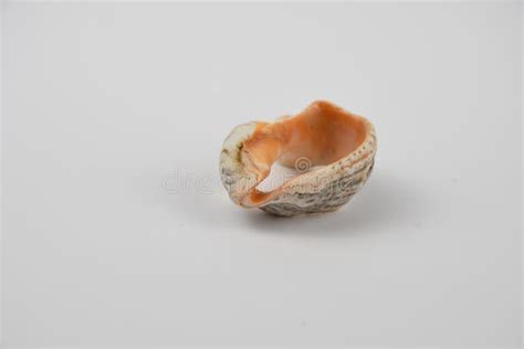 Image result for Empty Shell