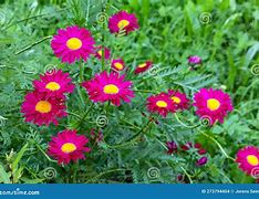 Image result for Easter Bunny Pink and Yellow Flowers