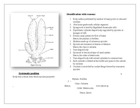 Porifera - Identification with reasons: 1. Body surface perforated by ...