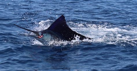 Costa Rica Fishing and Eco Adventure Tours at Crocodile Bay Resort ...