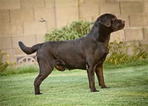 Labrador Retriever Hunting Dogs 的图像结果