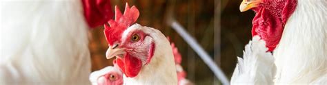3 things you should know about avian influenza | Boehringer Ingelheim IN