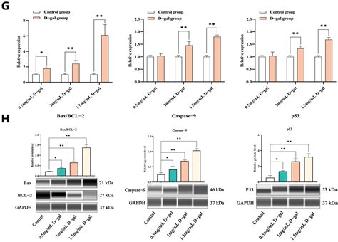N-Acetylcysteine Alleviates D-Galactose-Induced Injury of Ovarian ...