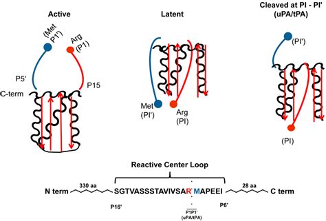 Inhibition of SERPINE1 Function Attenuates Wound Closure in Response to ...