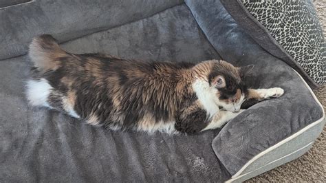 Show me your cat's weird sleeping positions : r/cats
