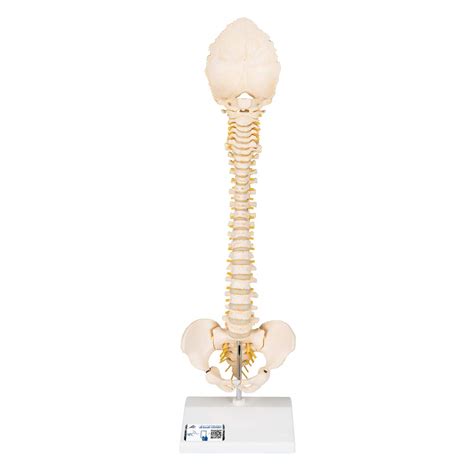 Buy 3B Scientific A52 3B like Pediatric Spine Human Child Vertebral ...