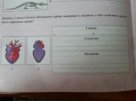 какой буквой обозначено сердце ящерицы и лягушки, в чём сходство и ...