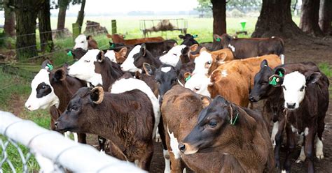 Image result for How to Create Algorithm On Metacam V7