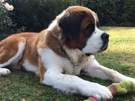 Saint Bernard Chien Saint Bernard, St Bernard Puppy, Big Dogs, Dogs And ...