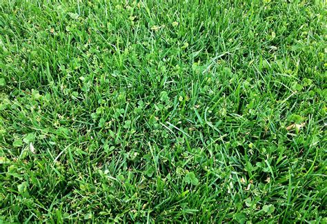 Microclover Lawn 的图像结果