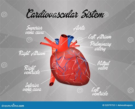 Image result for Cardiovascular System Cartoon