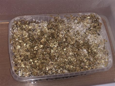 Image result for Small Pinhead