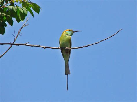 Free Images : nature, outdoor, wilderness, branch, wing, animal, fly ...