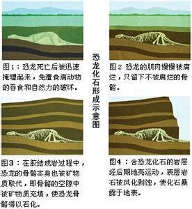 新华视点｜亚洲最大的完整恐龙化石亮相成都自然博物馆