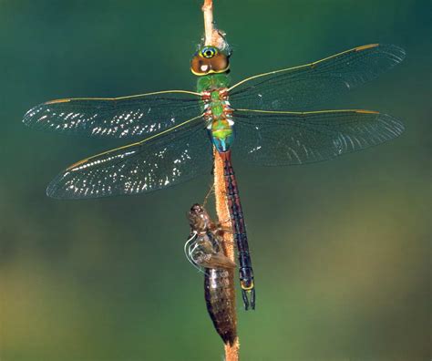 Where Do Dragonflies Go in the Winter? - A-Z Animals