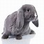 Image result for Grey Dwarf Bunny